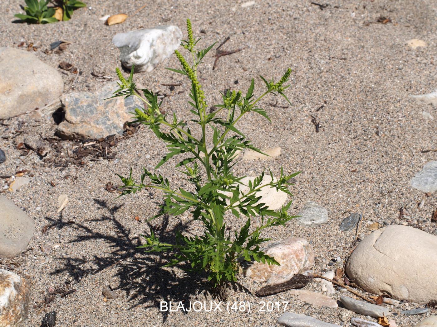 Ragweed, Common plant